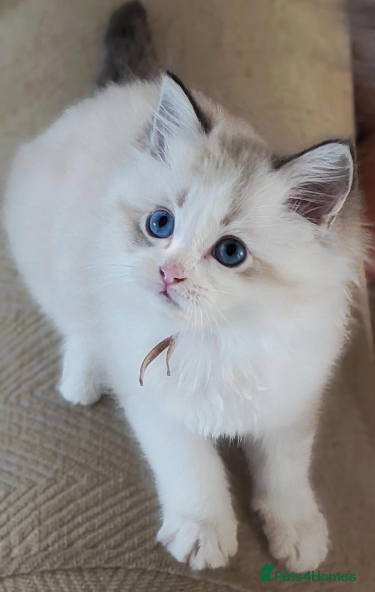 Ragdoll cats 🏆 GCCF Champion Ragdolls • Active Considered - Advert 2