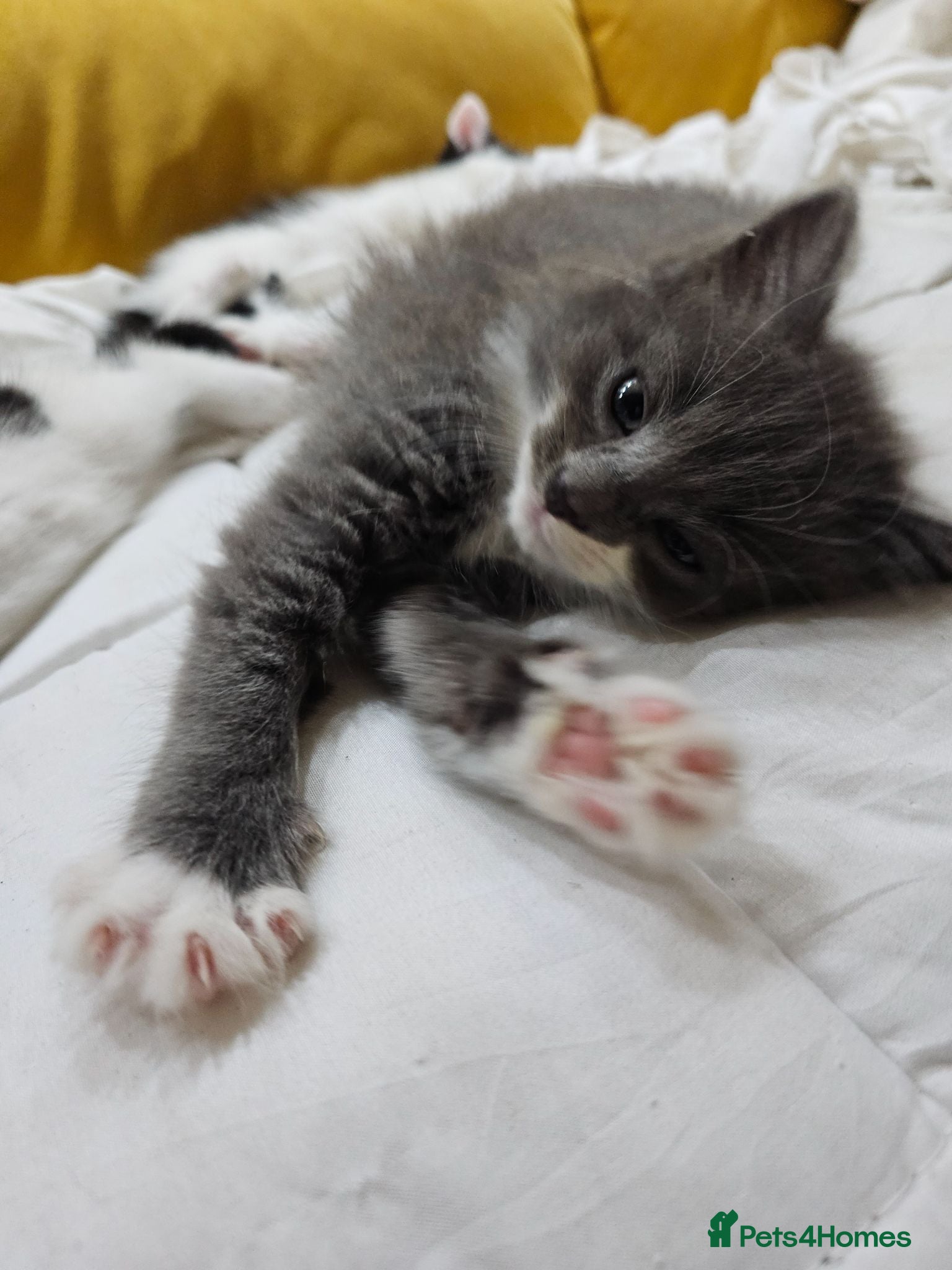 Mixed Breed cats Ready to go heart melting kittens  - Advert 2