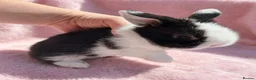 Mini Lion Lop rabbits for sale: Breeding pair of mini lion lops plus babies - Advert 16