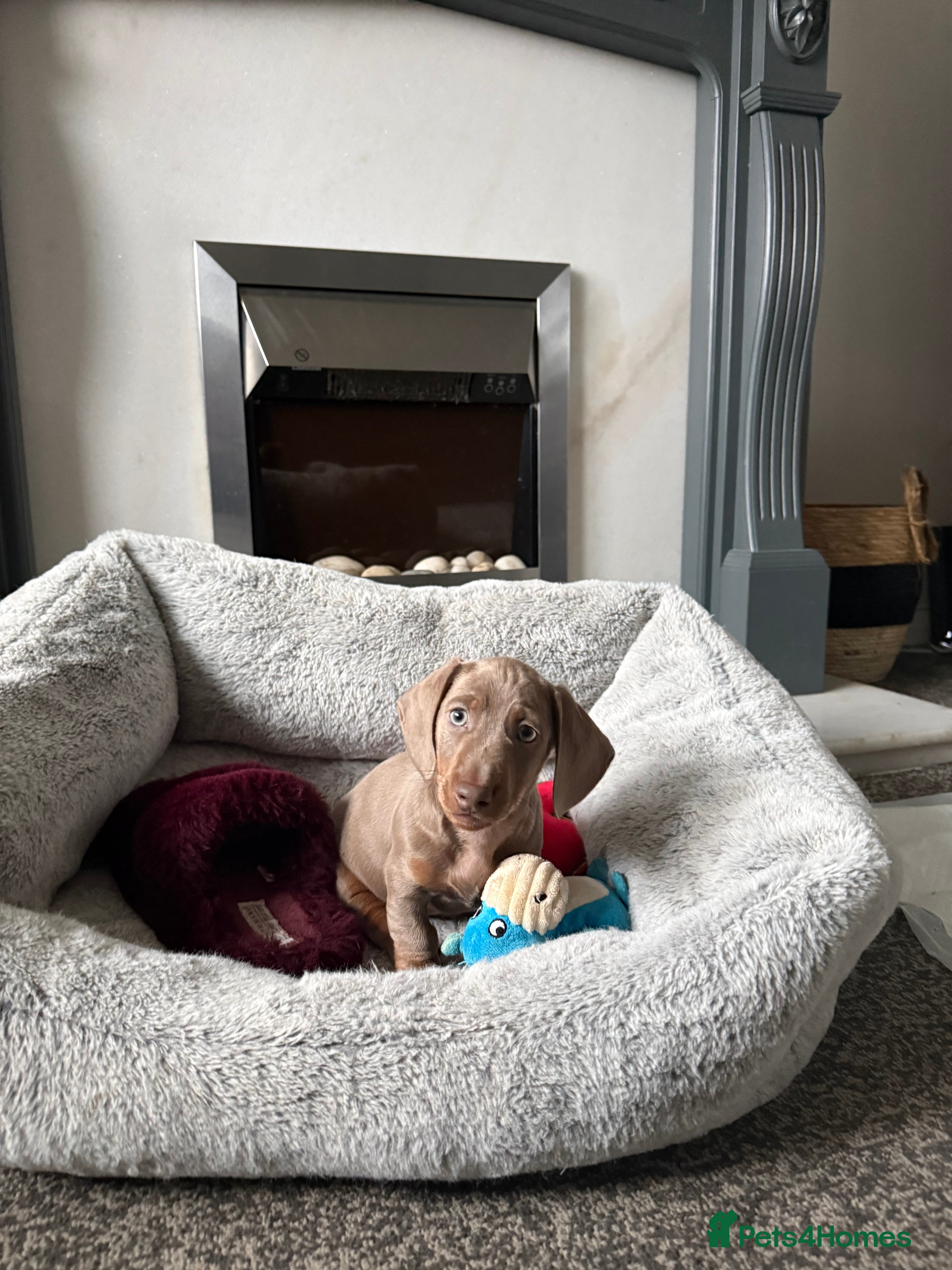 Miniature Dachshund dogs Isabella and tan boy  - Advert 2