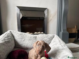 Miniature Dachshund dogs Isabella and tan boy - Advert 2