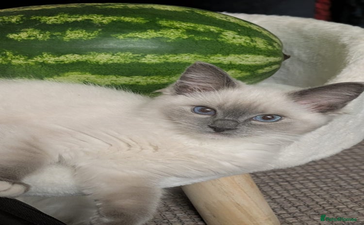 Ragdoll cats - Advert 1