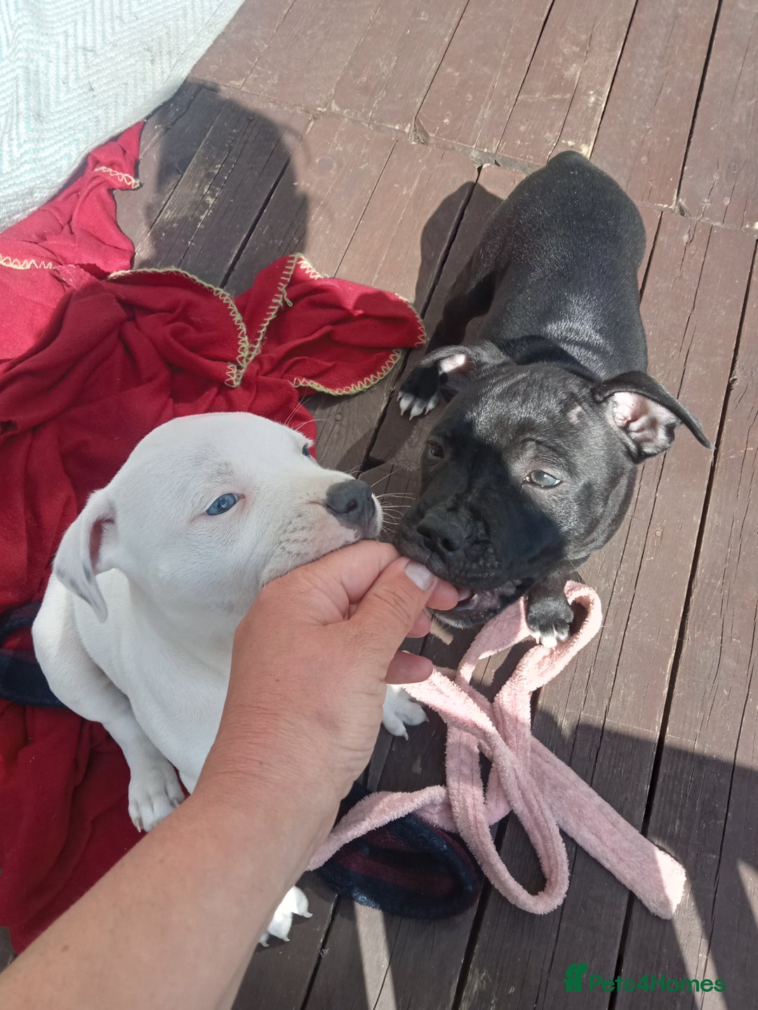 Staffordshire Bull Terrier dogs for sale: ‼️ReadyForCollection‼️Blue Staffie Puppies  in Tipton - Image 26