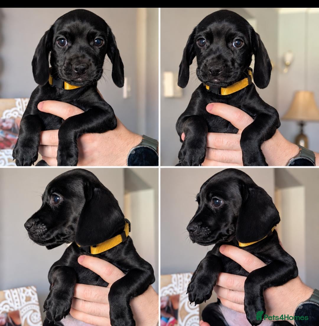 Mixed Breed dogs Cockerdales(cocker/patterdale) READY NOW 2 GIRLS  - Advert 15