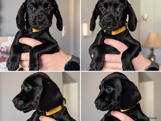 Mixed Breed dogs Cockerdales(cocker/patterdale) READY NOW 2 GIRLS - Advert 3
