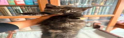British Shorthair cats for sale: Stunning British Shorthair Kittens Ready Now! - Advert 30