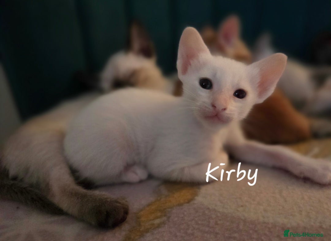 Balinese cats for sale: 8 supersoft purebred GCCF reg Balinese variants - Image 19