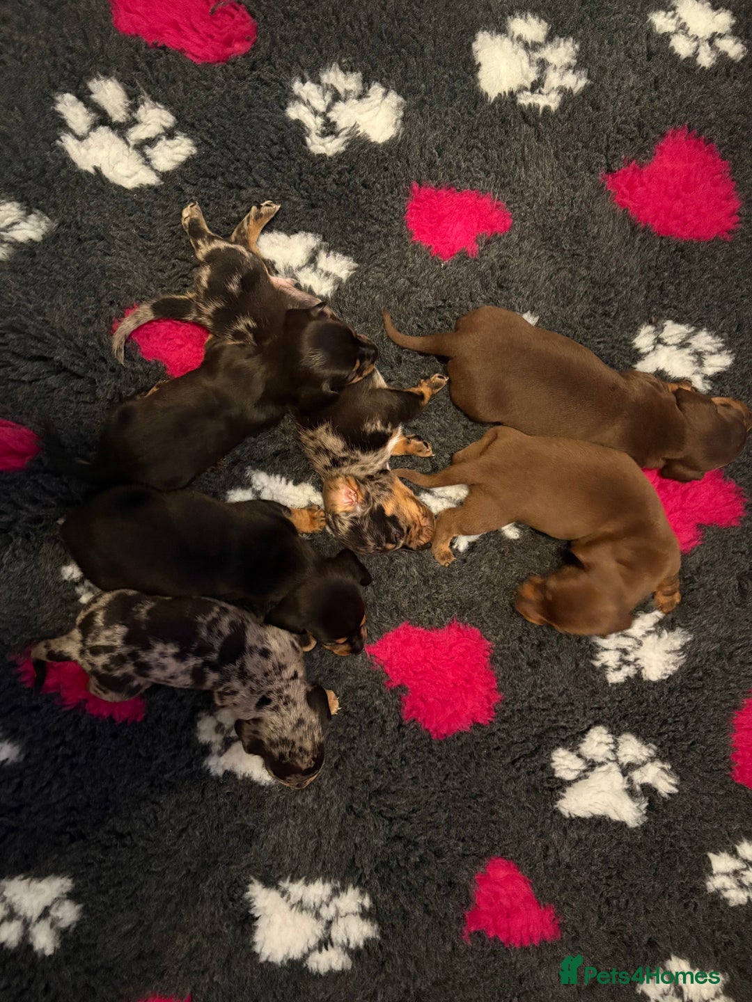 Dachshund dogs for sale: BEAUTIFUL LITTER OF DACHSHUND  - Image 2