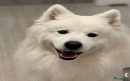 Samoyed dogs for sale: Samoyed looking for his forever home - Image 1