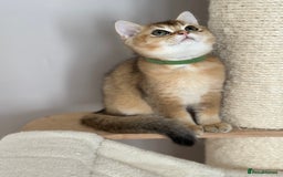 British Shorthair cats for sale: ‼️LAST KITTEN LEFT ‼️BSH Golden kittens  - Image 22