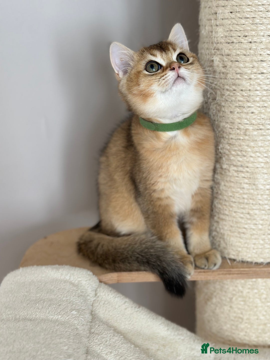 British Shorthair cats for sale: ‼️LAST KITTEN LEFT ‼️BSH Golden kittens  - Image 22