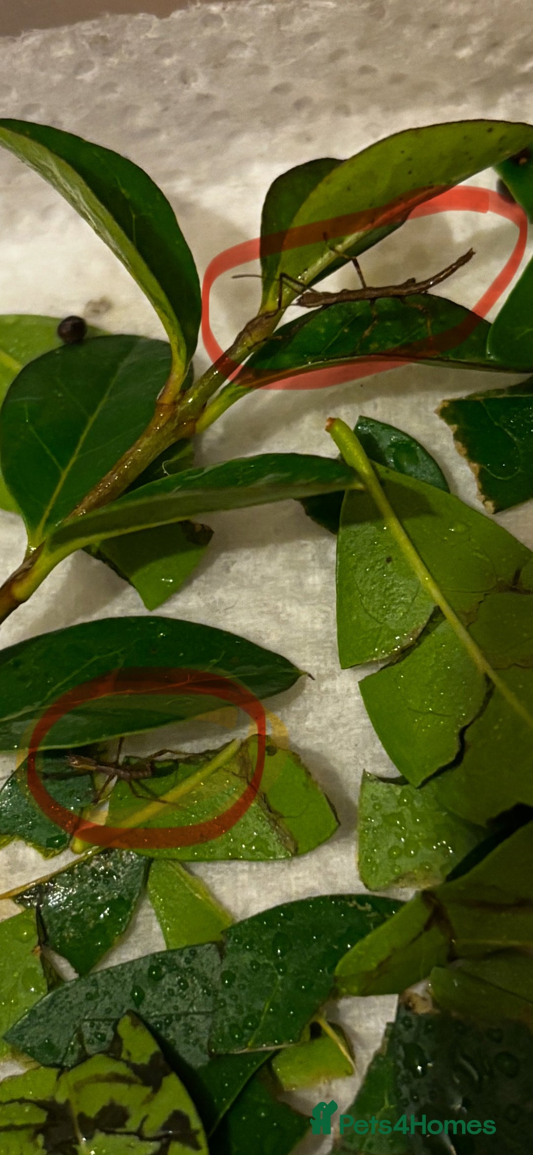 Stick Insects invertebrates for sale: Indian stick insects - Image 3