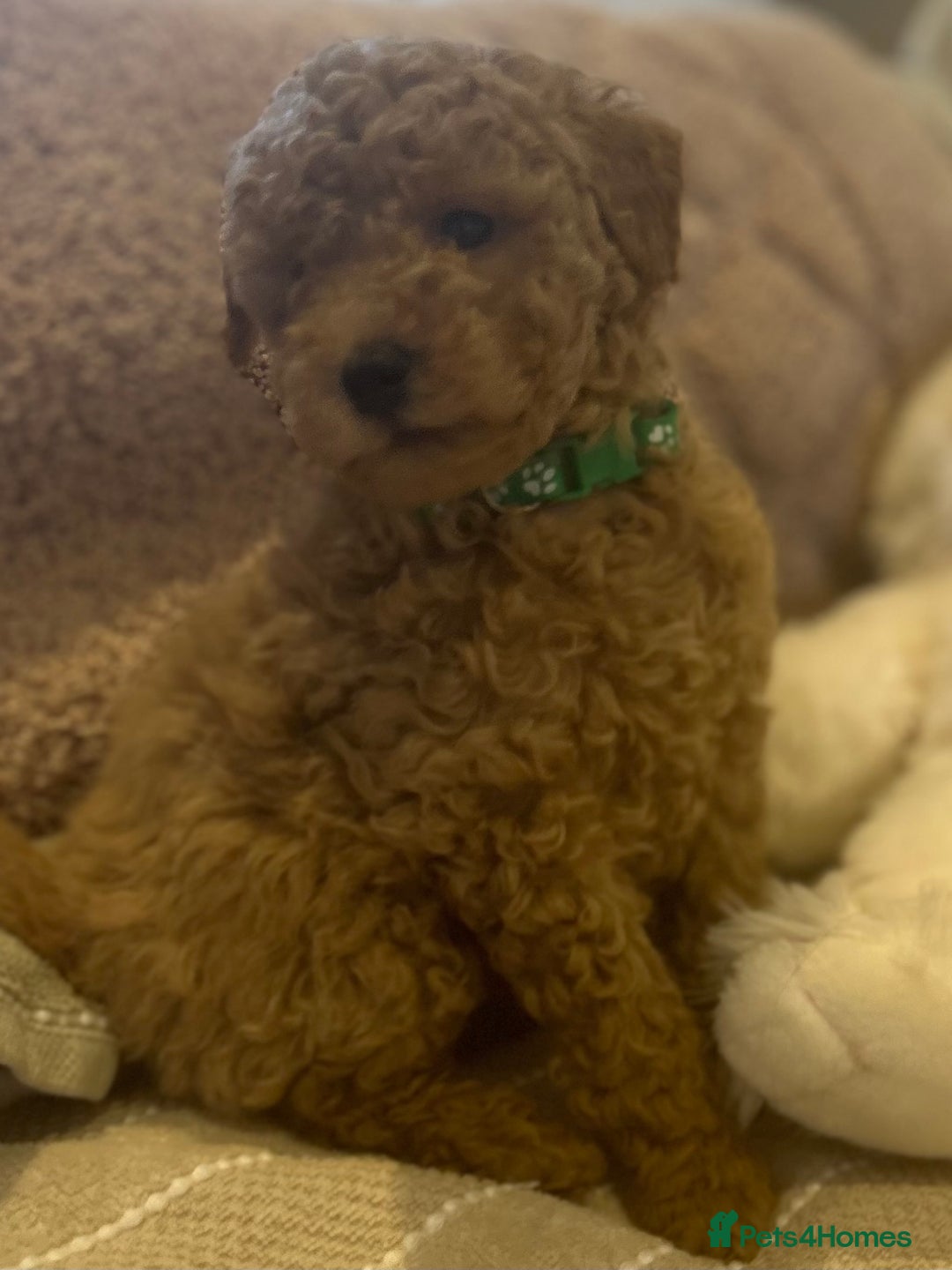 Maltipoo dogs for sale: Quality Maltipo’s wanting forever homes  - Image 3
