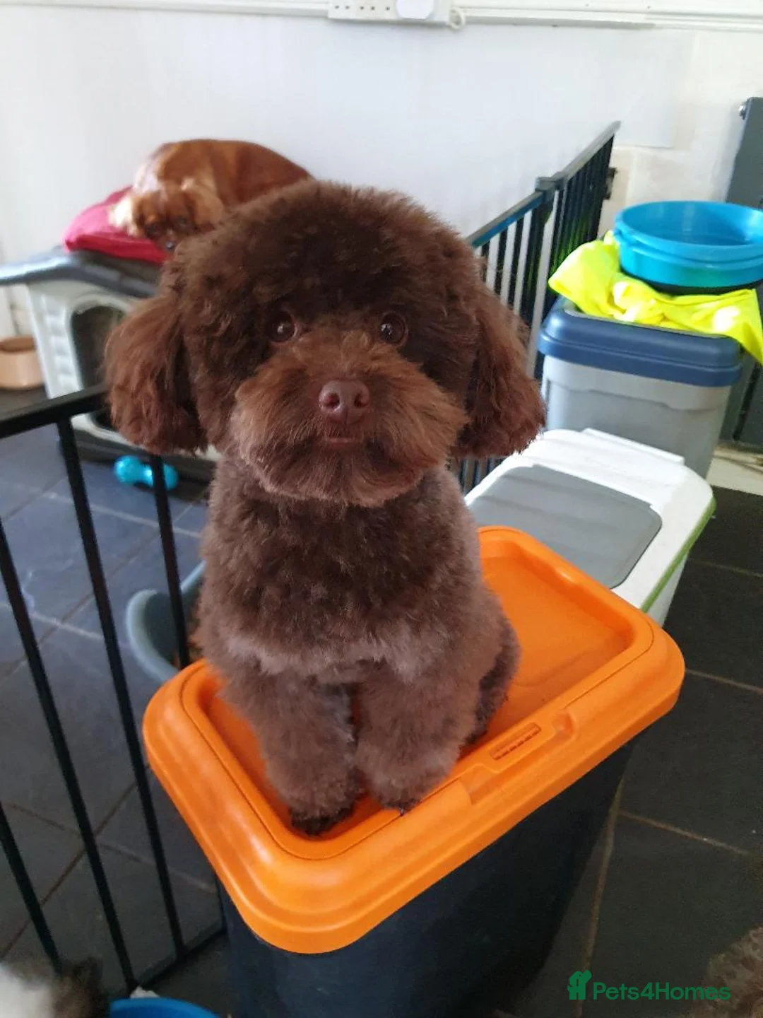 Toy Poodle dogs for stud: Tiny kc reg chocolate toy poodle.STUD ONLY! in Lincoln - Advert 11