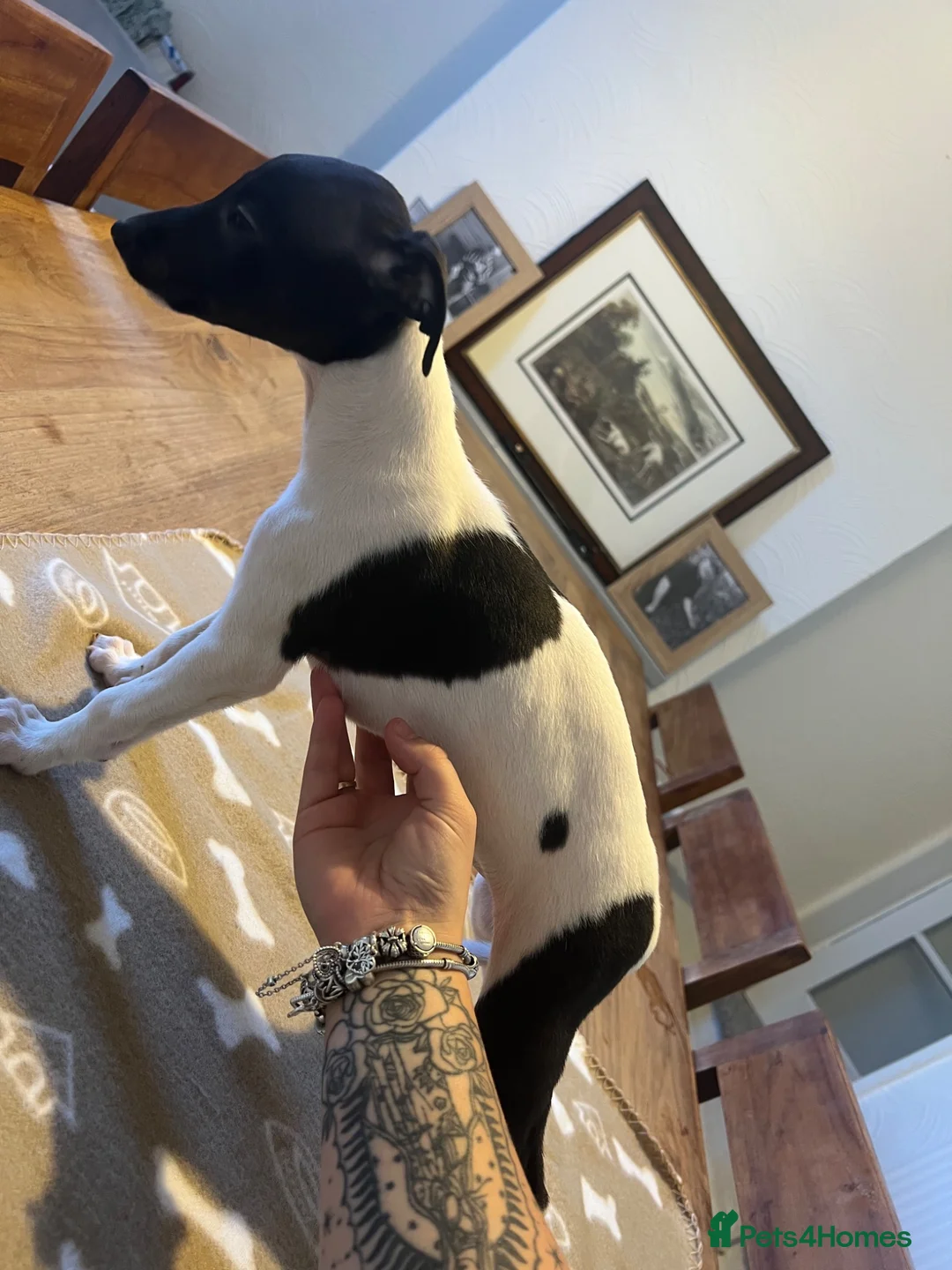 Whippet dogs for sale: Ready now!kcregistered❤️ - Advert 2