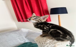 Bengal cats for sale: Bengal X Kittens - Image 3