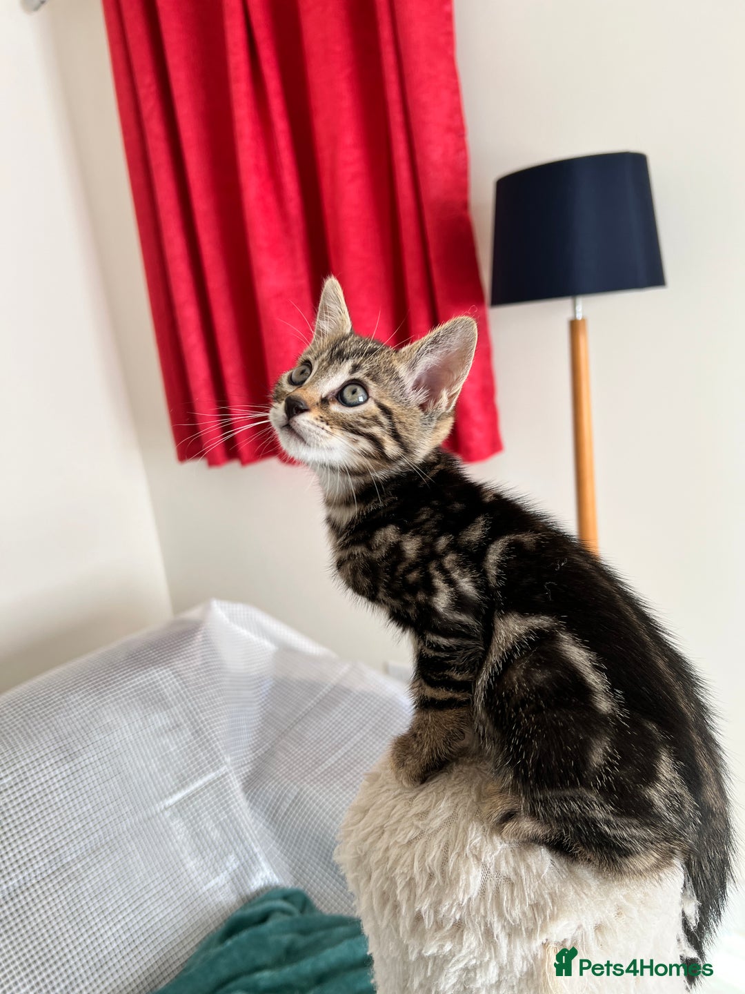 Bengal cats for sale: Bengal X Kittens - Image 3