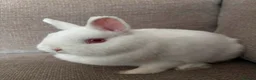 Netherland Dwarf rabbits for sale: Autumn and buttercup  - Advert 10