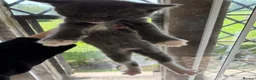 Mixed Breed cats for sale: 8 wk Grey White Kitten - Advert 14