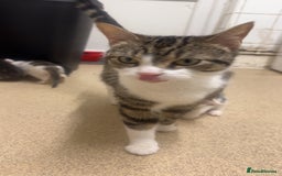 Bengal cats for sale: Very friendly kittens for sale  - Image 6