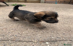 Mixed Breed dogs for sale: 3 Pups left for their forever homes  - Image 1