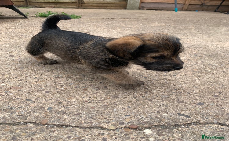 Mixed Breed dogs - Advert 13