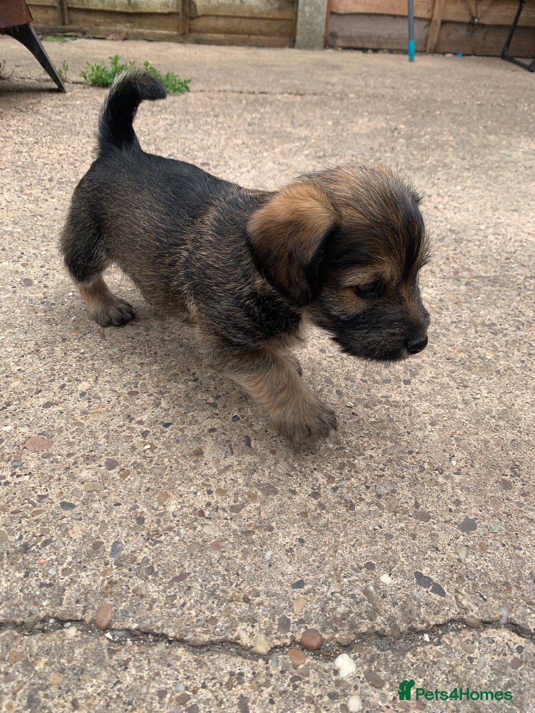 Mixed Breed dogs for sale: 3 Pups left for their forever homes  - Image 1