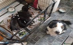 Border Collie dogs for sale: Border collie pups - Image 6