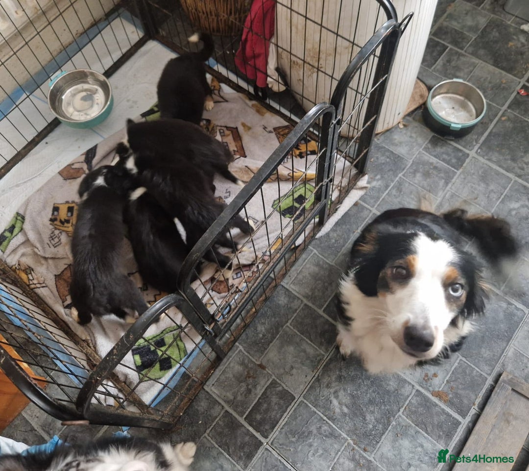 Border Collie dogs for sale: Border collie pups - Image 6