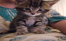 Mixed Breed cats for sale: 5 Bengal x Kittens–Glitter Coats,Beautiful Colours - Advert 22