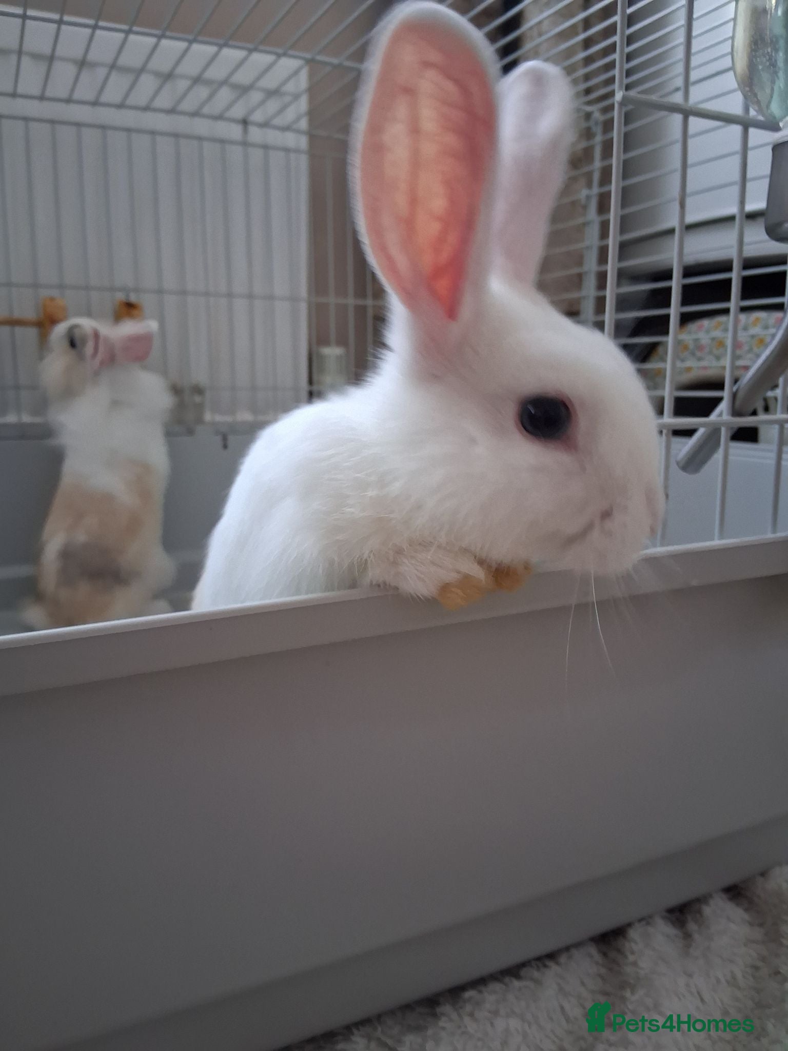 Mixed Breed rabbits Baby boy bunny looking for forever loving homes - Advert 14
