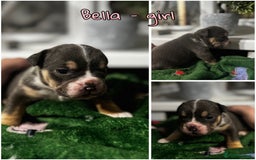 Olde English Bulldogge dogs for sale: Stunning Olde English pups - Image 9