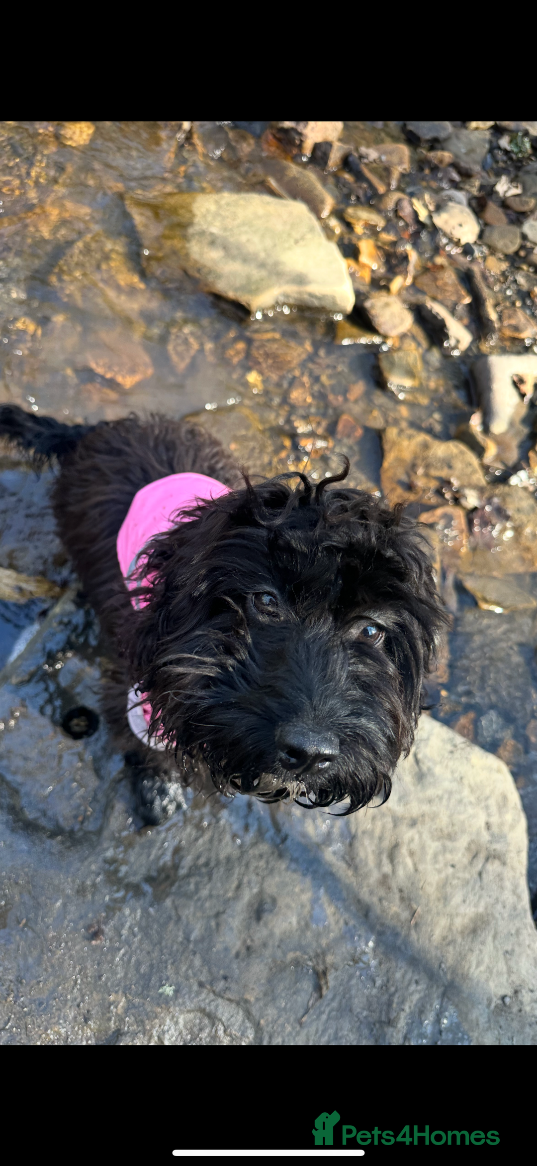 Cockapoo dogs for sale: Cockerpoo For rehome - Image 4