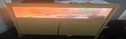 Bearded Dragon reptiles for sale: Red bearded dragon baby - Advert 2