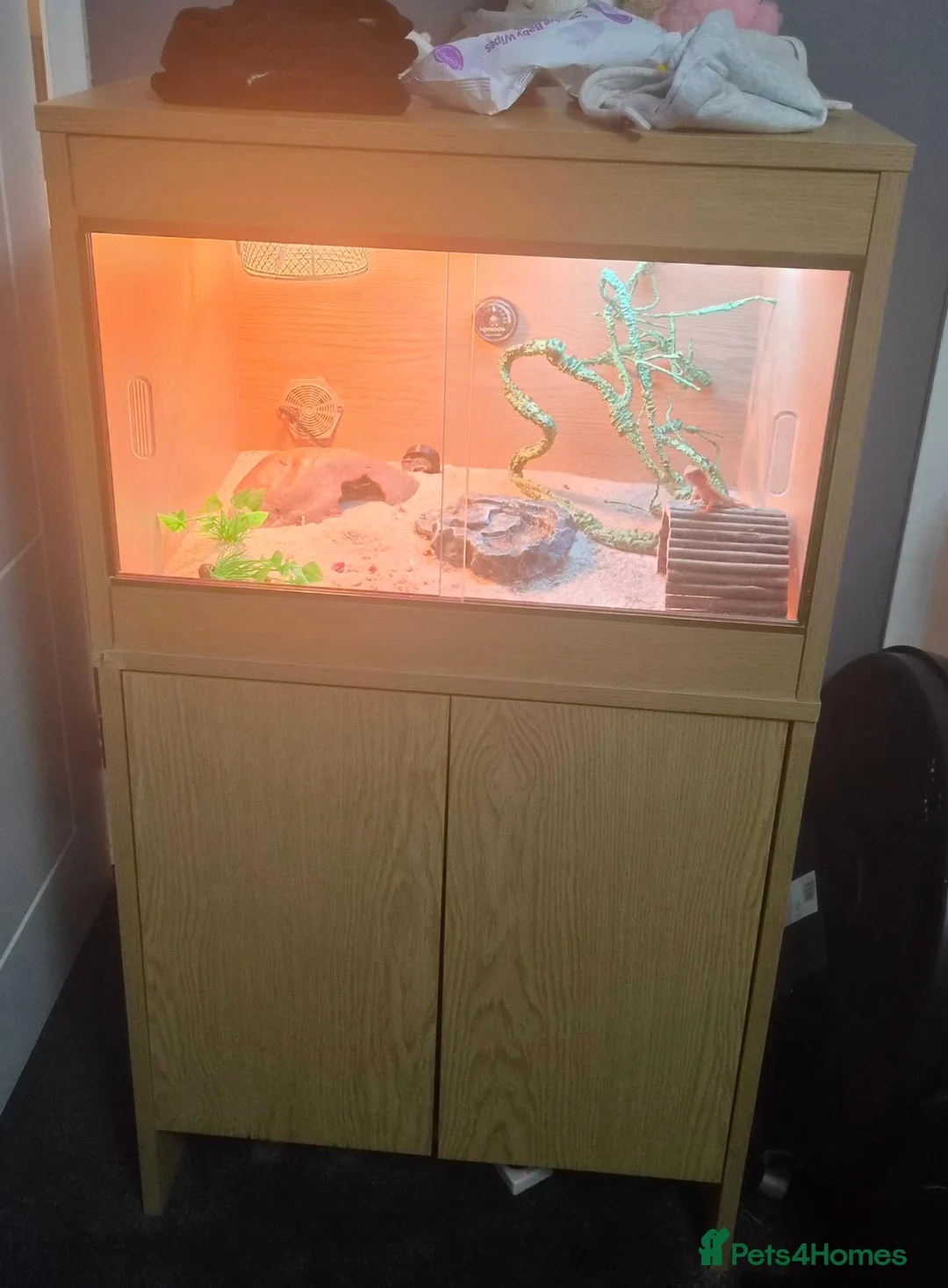Bearded Dragon reptiles for sale: Red bearded dragon baby - Advert 2
