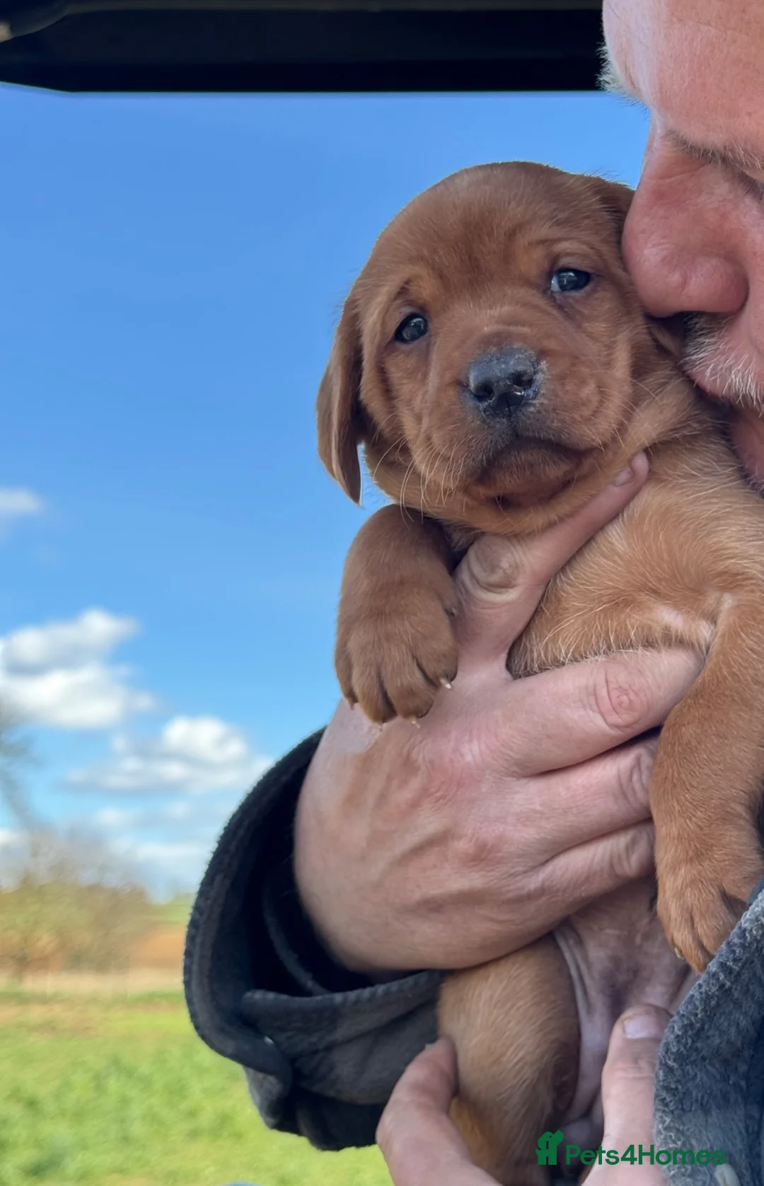 Labrador Retriever dogs for sale: Stunning fox red litter - fully health tested  - Advert 19