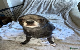 Chihuahua dogs for stud: Chihuahua proven stud - Image 4