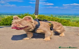 French Bulldog dogs for sale: French Bulldog Visual fluffies - Advert 39