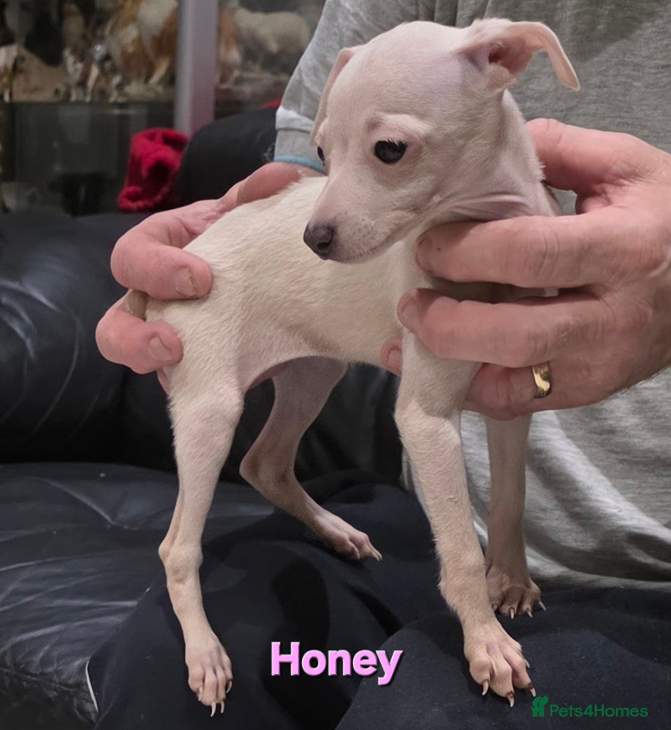 Italian Greyhound dogs KC reg quality Cream girl & blue boy & girl - Advert 1