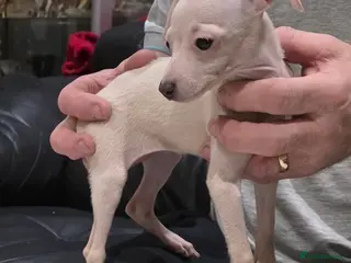 Italian Greyhound dogs KC reg quality Cream girl & blue boy & girl - Advert 1