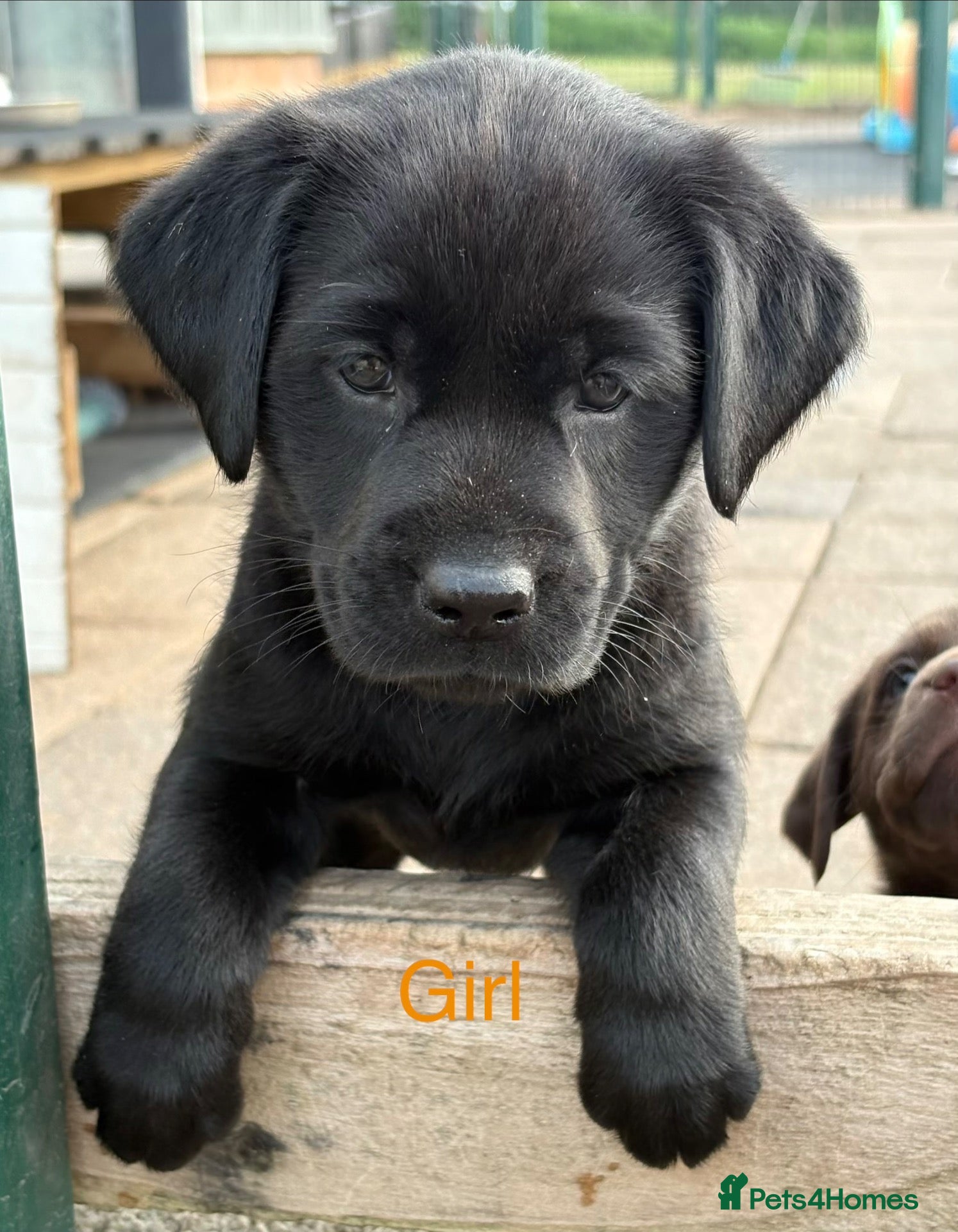 Labrador Retriever dogs Gorgeous, Chunky KC Labs - Advert 1