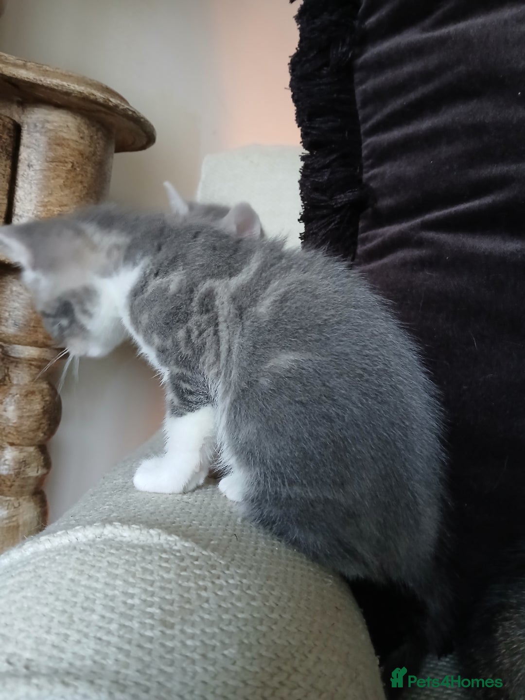 Bengal cats for sale: BLUE Bengal Cross Kittens - Advert 6