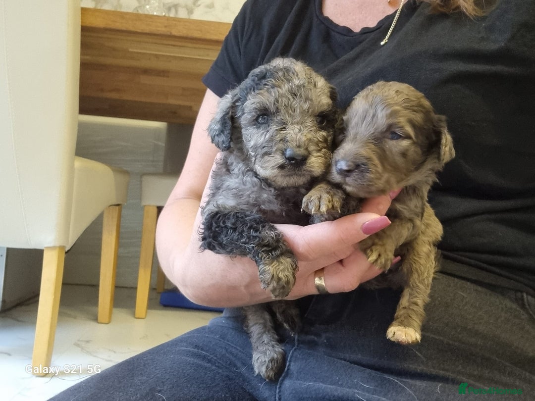 Cockapoo dogs for sale: Cockapoos - Image 9