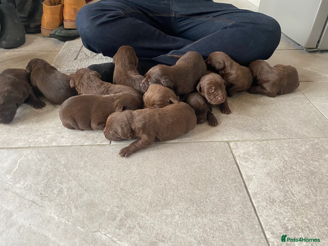 Labrador Retriever dogs for sale: BEAUTIFUL LITTER LABRADOR PUPS READY 9TH MARCH - Advert 6