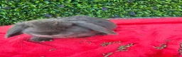 Continental Giant rabbits for sale: Giant French Lops & Mini Lops  - Advert 13