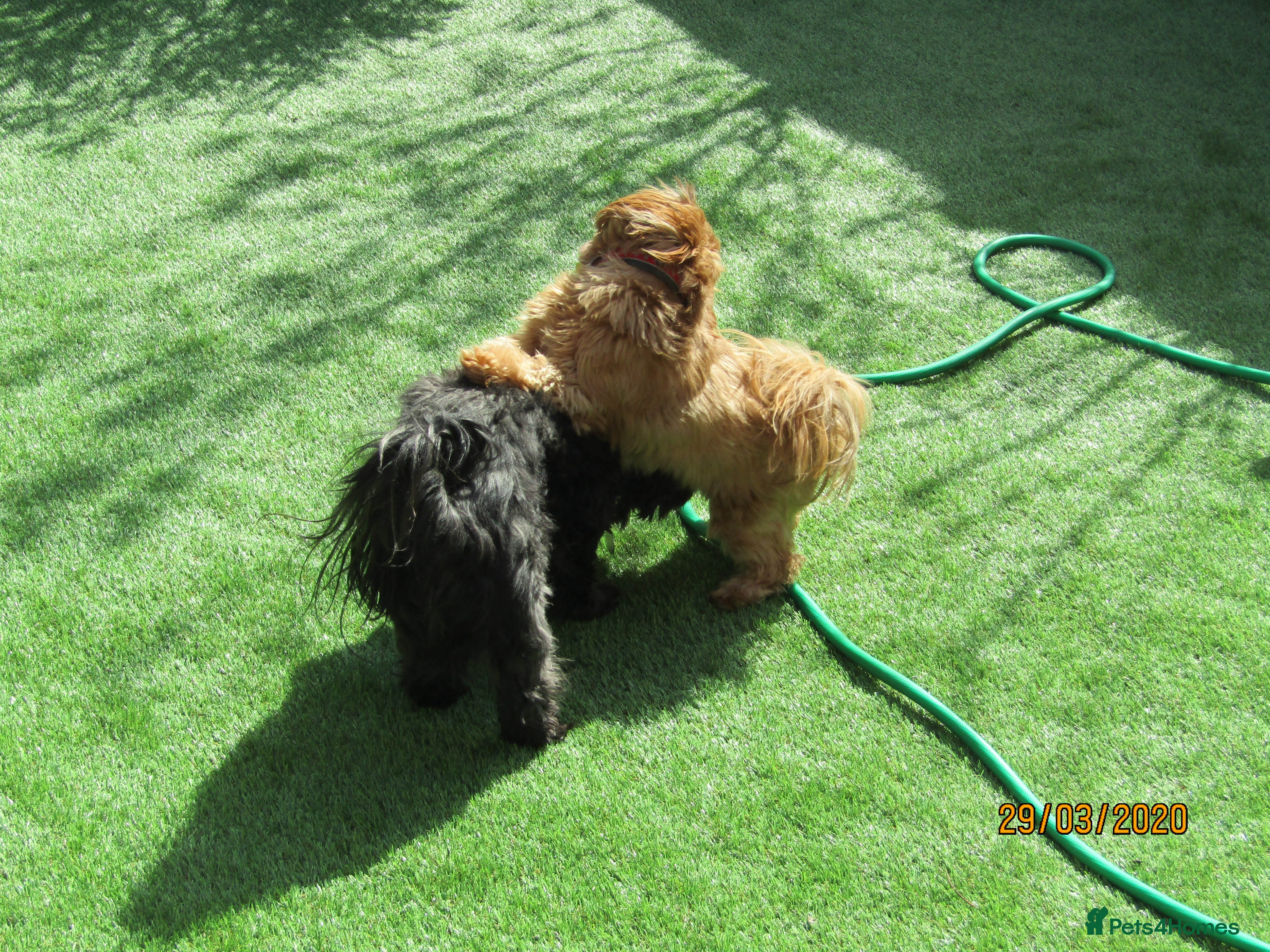 Shih Tzu dogs Bailey for stud in Spalding - Advert 3