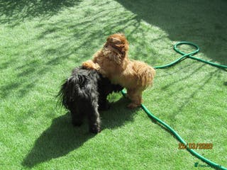 Shih Tzu dogs Bailey for stud in Spalding - Advert 7