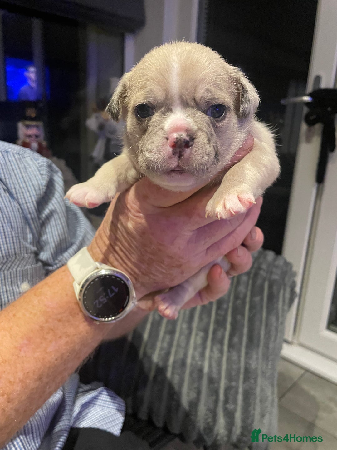 Mixed Breed dogs for sale: Frugs - Advert 8