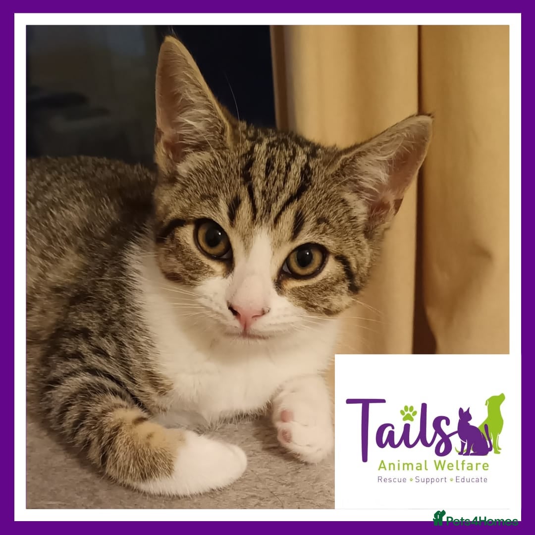 Domestic Shorthair cats Mum Mindy & Rachel - Advert 6