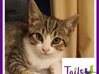 Domestic Shorthair cats - Advert 4